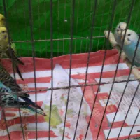 چند عدد مرغ عشق خوش رنگ