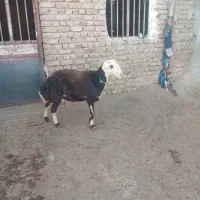 بره قوچ