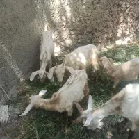 بزغاله دورگ سانن‌ و پاکستانی. قیمت توافقی .