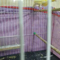 قناری یکسر  کاشمر