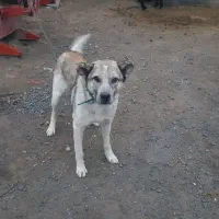 سگ گله نر و ماده