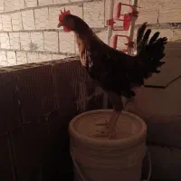 مرغ و خروس|پرنده|رفسنجان, |دیوار