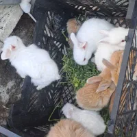 خرگوش
