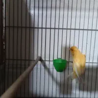 دو عدد قنار نر سالم و سرحال|پرنده|پاکدشت, پاکدشت (مامازند)|دیوار