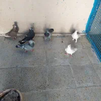 کفتر ماده بهبونی شهری|پرنده|شیراز, شهرک رضوان|دیوار