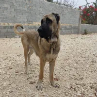 واگذاری ماده کانگال