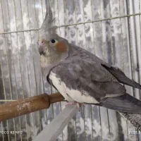 عروس هلندی