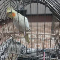 عروس هلندی|پرنده|کرمانشاه, |دیوار