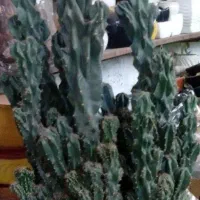 کاکتوس صخره‌ای 1 میلیون تومان