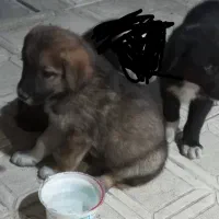 سگ نگهبان. سگ گله