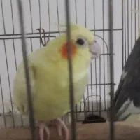 عروس هلندی ماده|پرنده|شیروان (خراسان), |دیوار