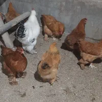 مرغ و خروس برهما و امپراتور|حیوانات مزرعه|آبسرد, |دیوار