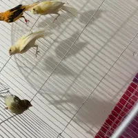 جوجه قناری همه رنگ