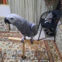 این کاسکو  نازه|پرنده|پاکدشت, پارچین|دیوار