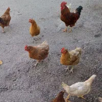 مرغ خروس جوجه
