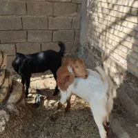 دوعددبز نجدی وزن سنگین