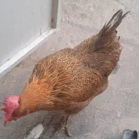 مرغ رسمی