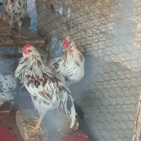 خروس گلین|حیوانات مزرعه|اصفهان, شیخ اشراق|دیوار