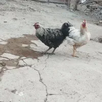 دو عدد خروس  نازار به فروش میرسد