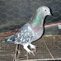 سرور نر تضمینی|پرنده|فاضل آباد, |دیوار