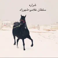 مادیان سیاه|اسب و تجهیزات اسب‌سواری|اصفهان, باغ فدک|دیوار