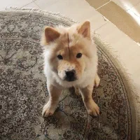 سگ نژاد چاو چاو ۷ ماهه ماده|سگ|اصفهان, بهارستان|دیوار