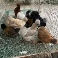 تخم نطفه دار اصیل زینتی