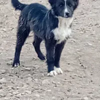 واگذاری توله سگ