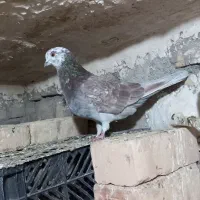 گرگی نر سفید کاکلی ماده