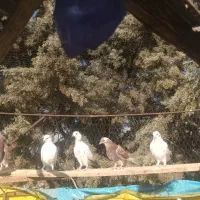 کبوتر پرشی جوجه ساعت بالا|پرنده|دماوند, گیلاوند|دیوار