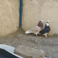 کفتر‌ یا کبوتر