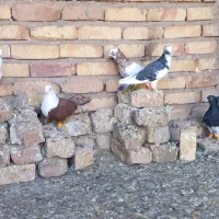 کبوتر رنگی|پرنده|تاکستان, |دیوار