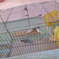 فنچ تخم گذار|پرنده|الیگودرز, |دیوار