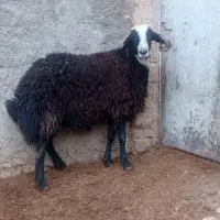 مزرعه و حیوانات