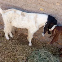 نربز وبزقاله وبز ابستن|حیوانات مزرعه|تربتحیدریه, آبشار|دیوار