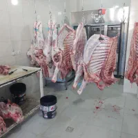 توزیع و پخش گوشت گرم گوساله نر|عمدهفروشی|شیراز, احمدآباد|دیوار