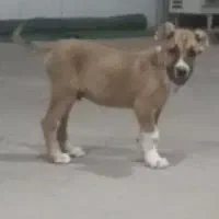 شاه توله
