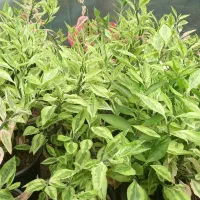 فروش گلهای آپارتمانی|گل و گیاه طبیعی|شلمان, |دیوار