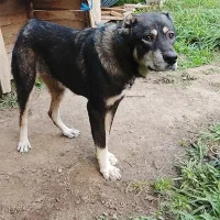 فروش سگ|سگ|لاهیجان, آهندان|دیوار