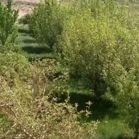 باغ