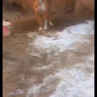 سگ ۲ساله جوان سرحال