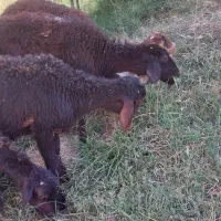 بره قزل افشار