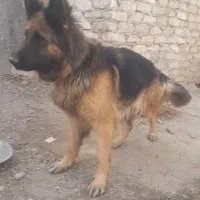 ژرمن ماده|سگ|کبودرآهنگ, |دیوار