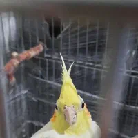 عروس هلندی|پرنده|فردیس, نگارستان|دیوار