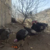 بوقلمون ماده