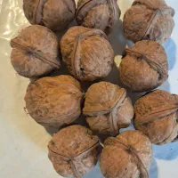 نهال گردوی تخم مرغی.|خدمات باغبانی و درختکاری|ارومیه, |دیوار