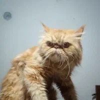 پرشین گارفیلدی|گربه|قدس, شهرقدس|دیوار