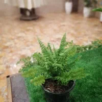 پک ویژه 6عددی با قیمت فقط یک گل|گل و گیاه طبیعی|تهران, الهیه|دیوار