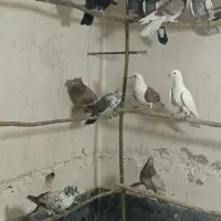 کفتر پرشی|پرنده|قم, آزادگان|دیوار