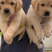 توله‌های گلدن رتریور|سگ|تهران, درکه|دیوار